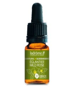 Eglantier - Wild Rose (n°37) BIO, 10 ml